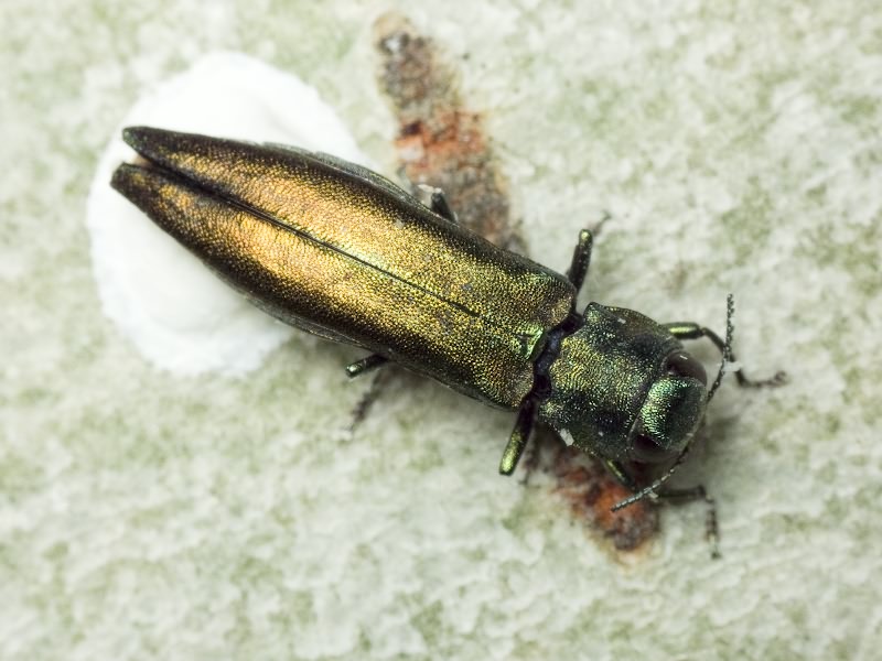 Agrilus suvorovi Obenberger, 1935